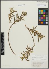 Foto von Salix alba L. x Salix fragilis L.